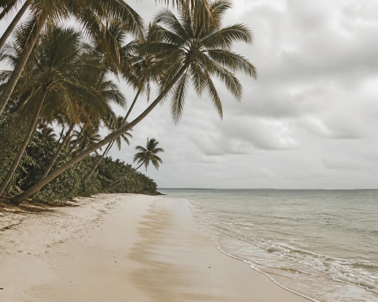 Coconut palms leaning over the secluded beach